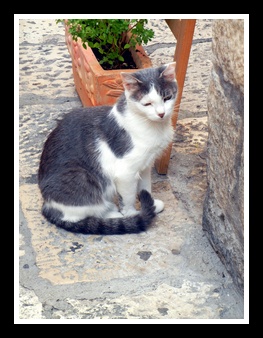 [Click to enlarge image]